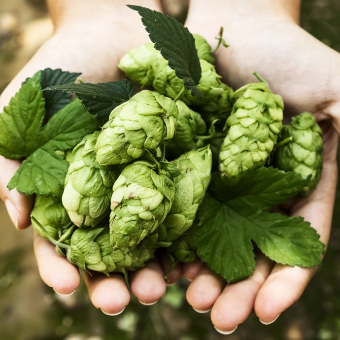 Hopline, partner in brewing