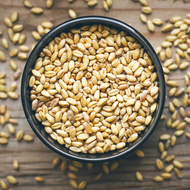 Hopline, a sörfőzőellátó