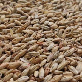 Viking Red Ale maláta