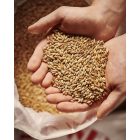 Weyermann® Eraclea Pilsner