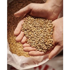 Weyermann® Eraclea Pilsner