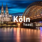 Brewline Köln yeast 12g