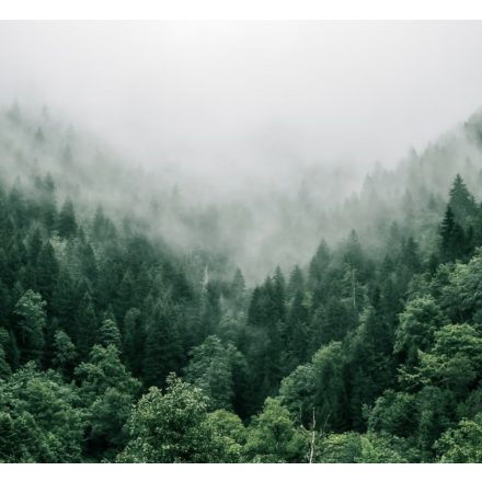 H-04800 "Portland" Cascade SMaSH IPA - NO YEAST