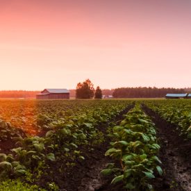 Eraclea Mediterranean Pilsner - 21L