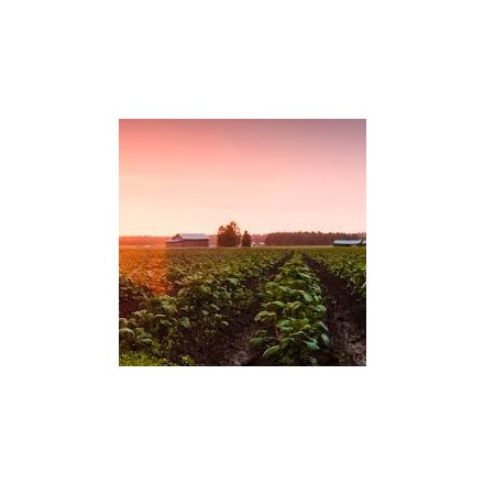 H-07910 Sprau West Coast Pilsner - 21L